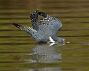 kingfisher